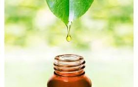 Rimedio naturale contro muffa tea tree oil